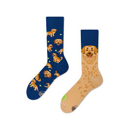 MANY MORNINGS GOLDEN BOY 