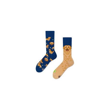 MANY MORNINGS GOLDEN BOY 