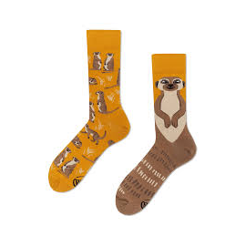 MANY MORNINGS THE MEERKAT