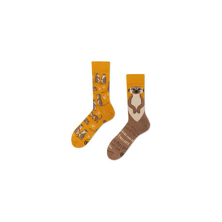 MANY MORNINGS THE MEERKAT